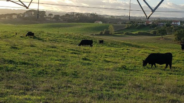 Pecuarista pode ganhar 5x mais com bem-estar animal. Saiba o porquê disso