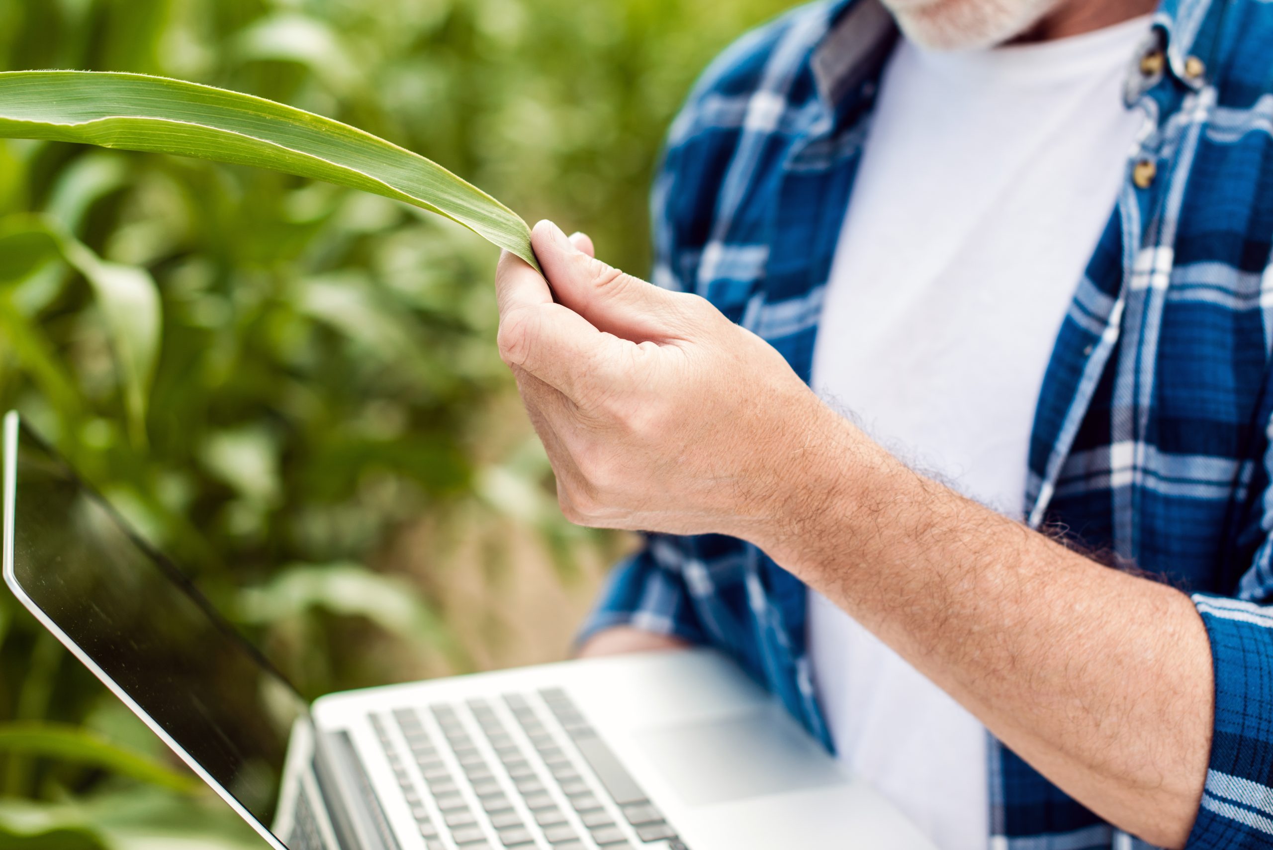 O estudo da tokenização de produtos do campo