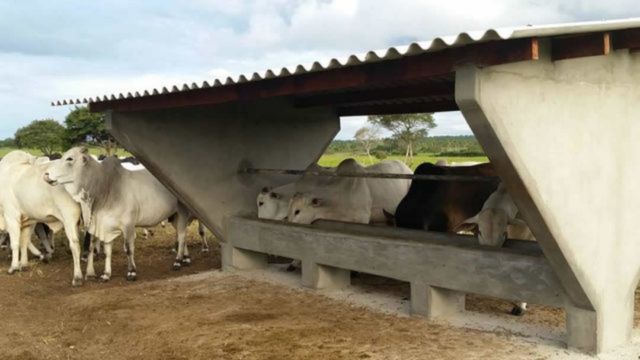 Vale a pena oferecer apenas ureia para o gado a pasto?