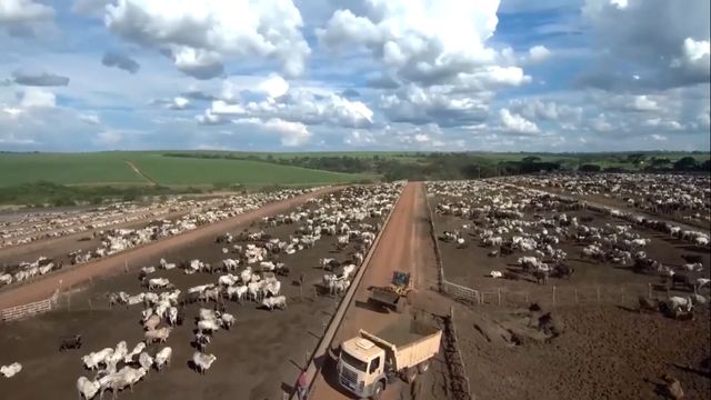 Por que o pecuarista deve apostar no confinamento de bovino para 2023?