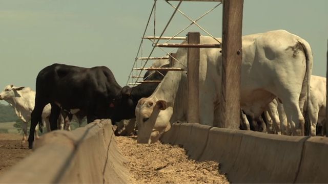 Confinamento de bezerro desmamado: quanto dar de milho aos animais?