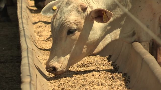 Aditivos nutricionais podem aumentar em 6% a produção de carne e leite na fazenda