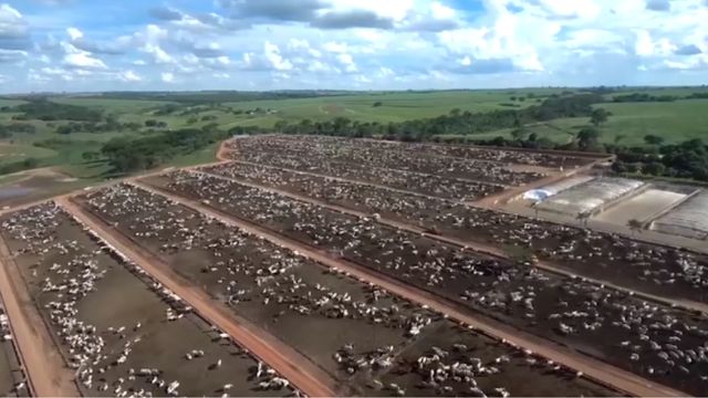 Boi sustentável: mega confinador revela como ajuda seu fornecedor a estar dentro da lei