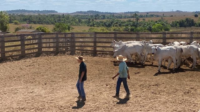 Manejo do gado em fazenda. Foto: Divulgação/MSD