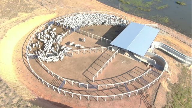 Estrutura de curral que causa menos estresse aos bovinos. Foto: Reprodução