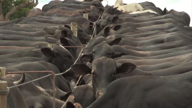 Pecuarista usa “veia comercial” e consolida sua fazenda entre as mais rentáveis do País Pecuarista usa “veia comercial” e consolida sua fazenda entre as mais rentáveis do País