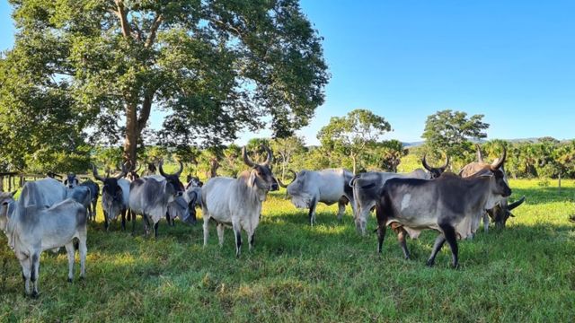 Guzerá: o que fazer para turbinar genética para produção de carne premium?