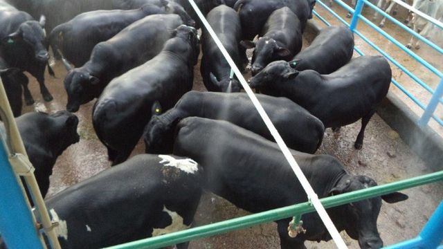 Detalhe de bovinos da Agropecuária Beledelli com um super rendimento de carcaça de 58%. Foto: Divulgação Detalhe de bovinos da Agropecuária Beledelli com um super rendimento de carcaça de 58%. Foto: Divulgação