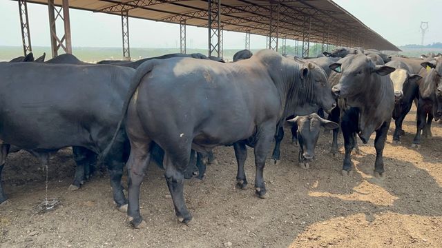 Boi de 20 meses chega a quase 28@ com rendimento de 58% em MT