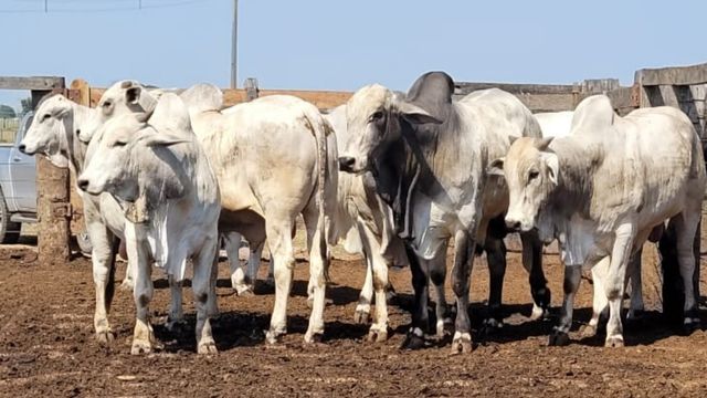 Show de gado destaca evolução da pecuária do Pantanal