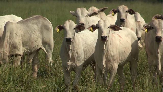 Mato Grosso do Sul é exemplo para o Brasil em incentivos ao novilho precoce Mato Grosso do Sul é exemplo para o Brasil em incentivos ao novilho precoce