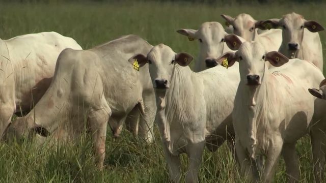 Lote de bezerros em área de pasto. Foto: Reprodução