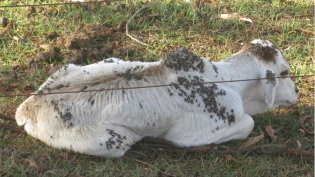 Infestação de mosca-dos-estábulos (Stomoxys calcitrans) em bezerro. Foto: Paulo Cançado/Embrapa Gado de Corte
