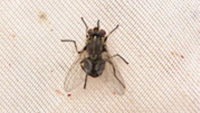 Detalhe da mosca-dos-estábulos (Stomoxys calcitrans). Foto: Paulo Cançado/Embrapa Gado de Corte