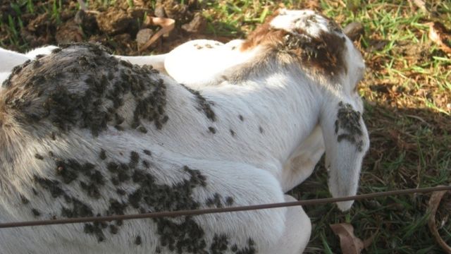 Mosca-dos-estábulos: prejuízo estimado em 25% a menos de carne e 50% de leite