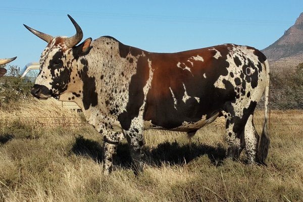 Características de um animal rústico