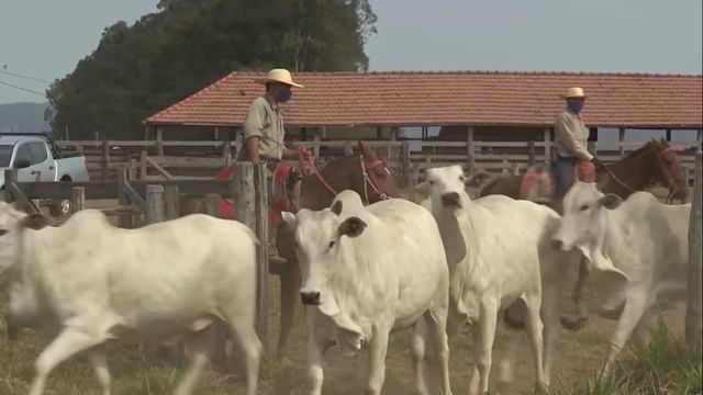 Parasitos do rebanho brasileiro causam perdas de US$ 14 bi por ano