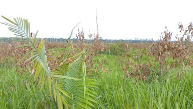 Área de pasto manejada para o controle de invasoras. Foto: Divulgação/Corteva