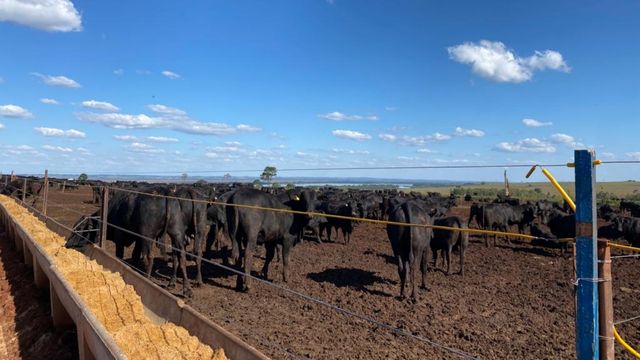 Enzimas para bovinos de corte: vale o uso para a nutrição do gado confinado?