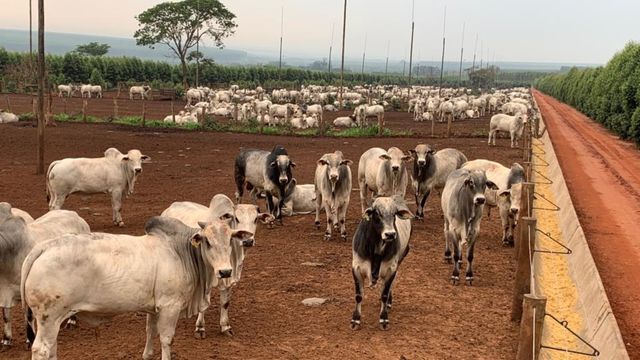 Bovinos terminados em sistema intensivo em confinamento. Foto: Divulgação/DSM