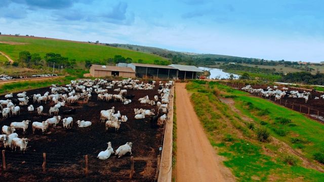 Confinamento cresce 4% e boiteis já respondem por ¼ dos abates este ano