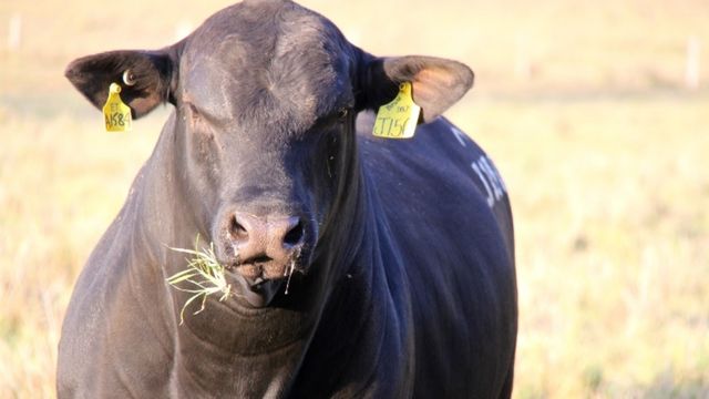 Touro Angus Ultrablack em novilhas F1 Angus e Nelore é uma boa opção?