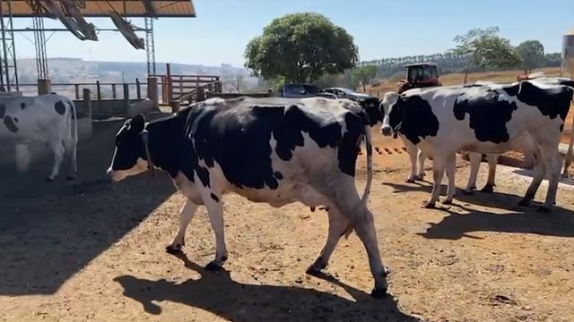 Holandês com Nelore: cruzamento pode dar resultado para produzir carne e leite?