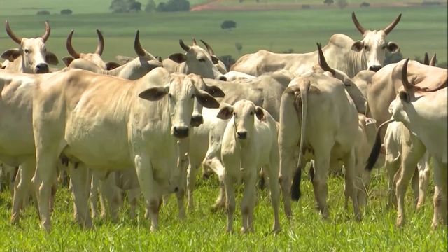 Programação fetal: vaca mal nutrida gera bezerro com 1,5 arroba a menos de carne