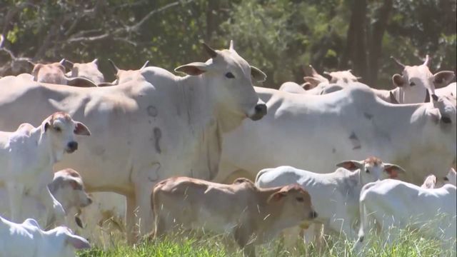Cada bezerro importa: programa irá reduzir a mortalidade e garantir mais saúde aos animais