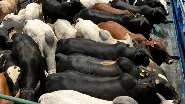 Pecuarista de SP apresenta os resultados de boiada terminada em boitel. Confira