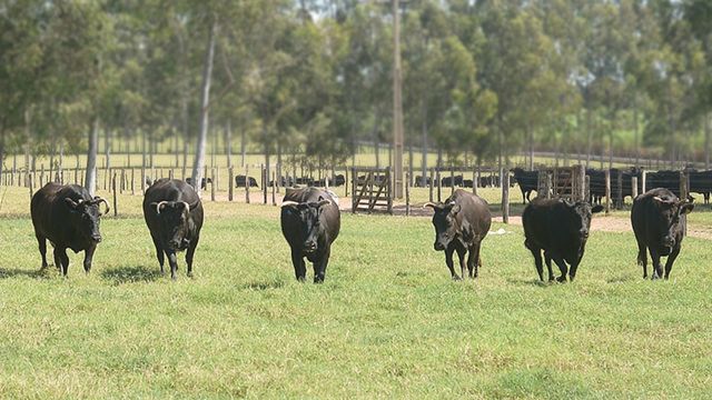 Bovinos da raça Wagyu em área de pasto. Foto: www.wagyu.org.br