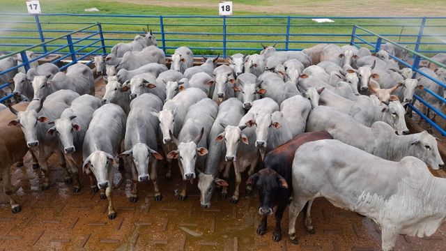 É de Bonito (MS) lote de “boiada bonita” e castrada! Animais ultrapassam 23@ É de Bonito (MS) lote de “boiada bonita” e castrada! Animais ultrapassam 23@