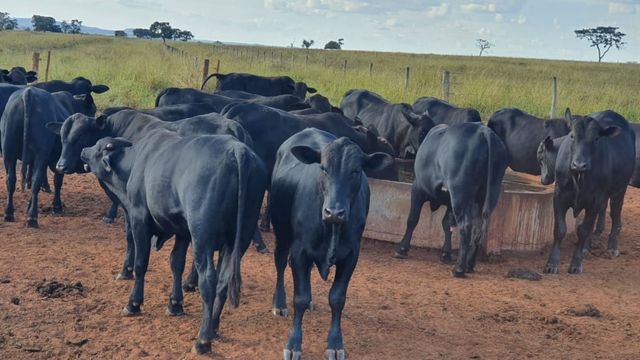 “Espetáculo de gado” ultrapassa 23@ com idade de até 22 meses em MG