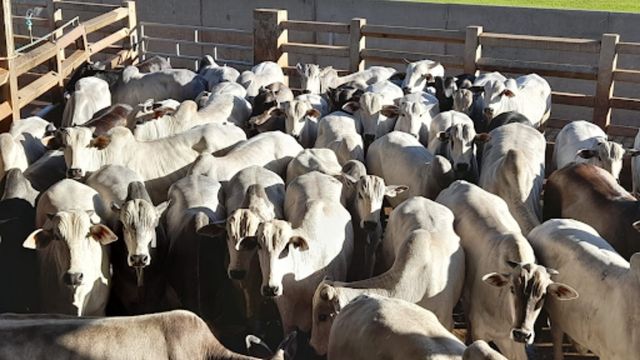 Fazenda é Carro Velho, mas produz boi novo acima de 20@ em MS