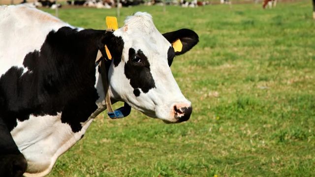 Tecnologias de ponta aliviam a produção de bovinos de corte e leite