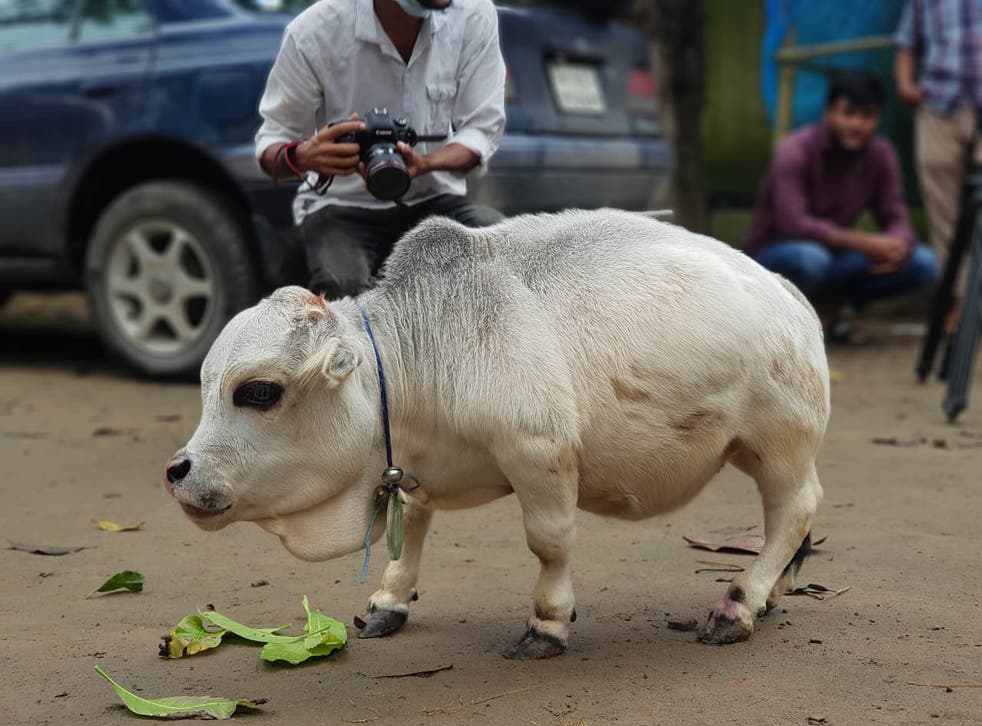 Conheça Rani, a menor vaca do mundo