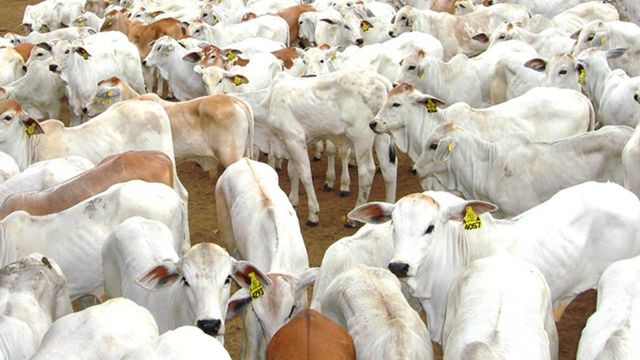 Bezerro do cedo: saiba os três passos para produzi-lo na fazenda