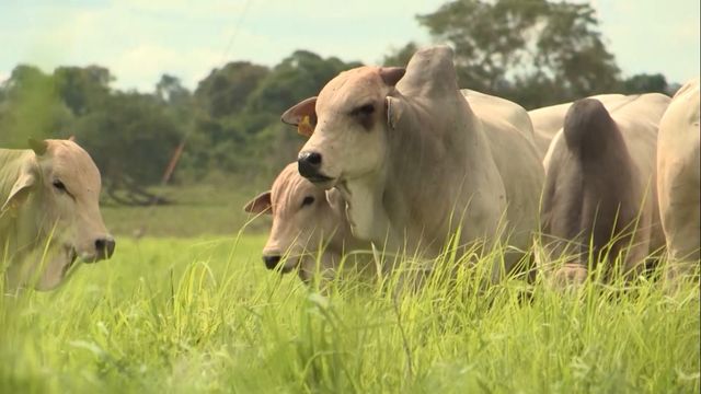 Saiba por que alimentar o gado com capim é muito mais barato Saiba por que alimentar o gado com capim é muito mais barato