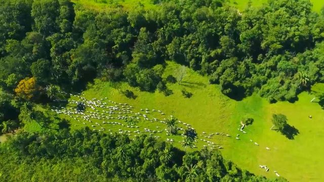 Desafio da Pecuária Responsável premia práticas sustentáveis pelo País