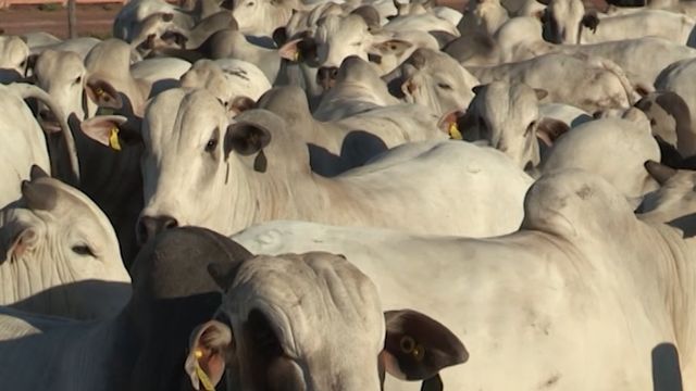 Recria e Engorda: conheça os 6 números mágicos das melhores fazendas do País