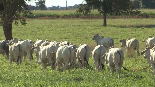 Fazenda de MS salta dez vezes seus resultados em apenas uma safra