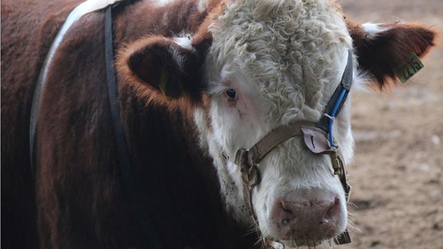 Pesquisa avalia emissão bovina de metano em provas de eficiência alimentar no Sul
