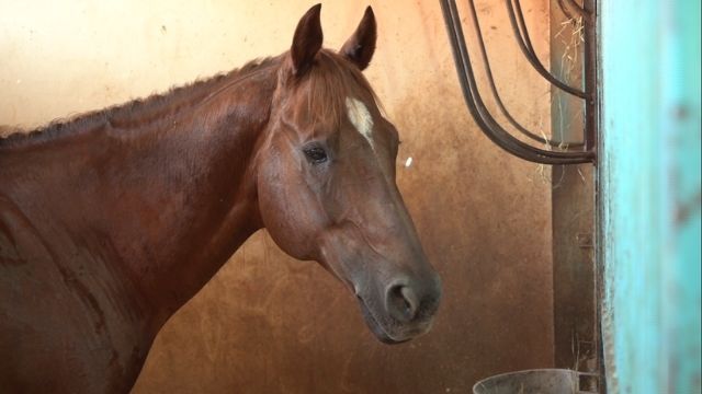 Cavalo com casa limpa. Confira as dicas manter o melhor ambiente na baia do animal