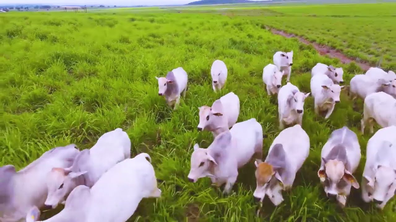 Hora extra do boi: saiba por que isso é ruim para a fazenda