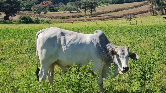 Bovino em pasto consorciado com o feijão guandu. Foto: Althieres Furtado/Embrapa Pecuária Sudeste