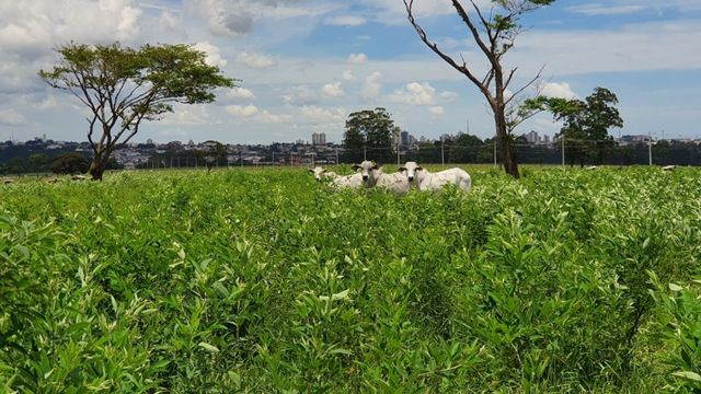Feijão guandu é boa alternativa para mais arrobas, menos pasto degradado e metano