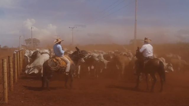 Especialista dá dicas para quem busca vagas de trabalho no campo