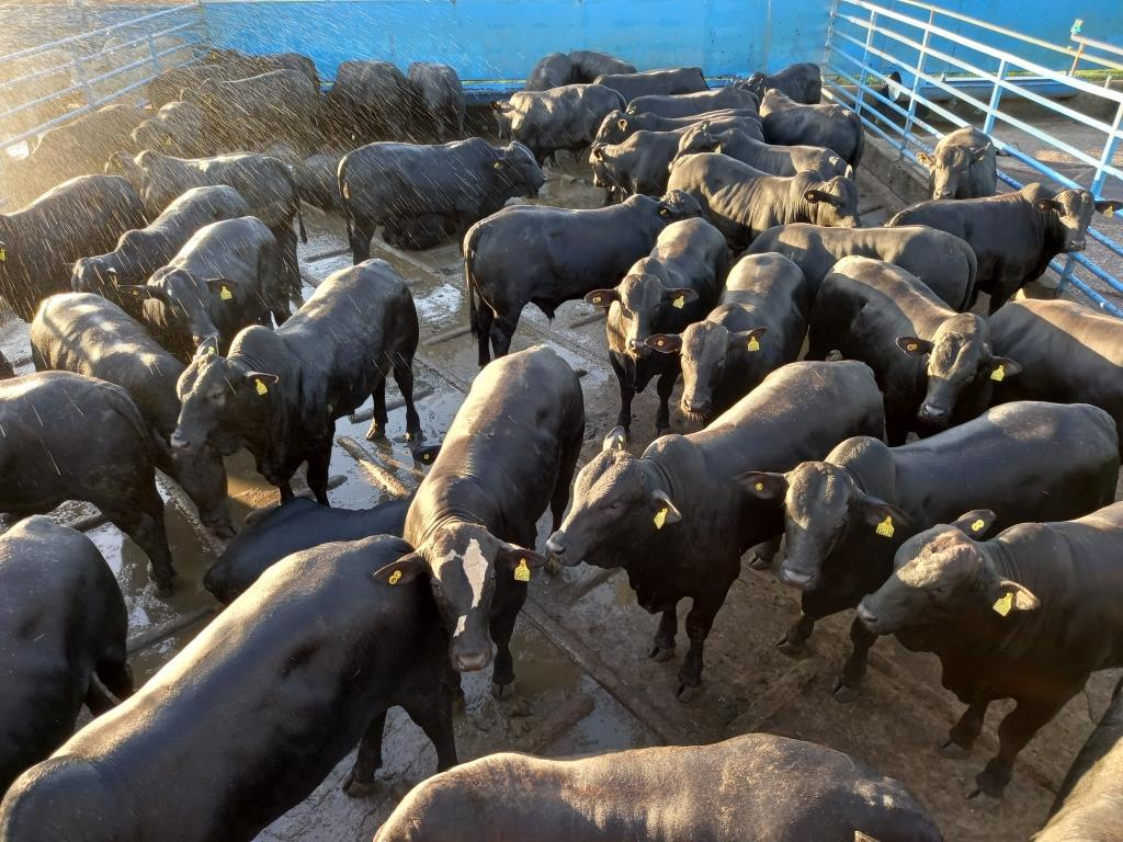 Lote de novilhos Angus da fazenda Maragogipe. Foto: Divulgação