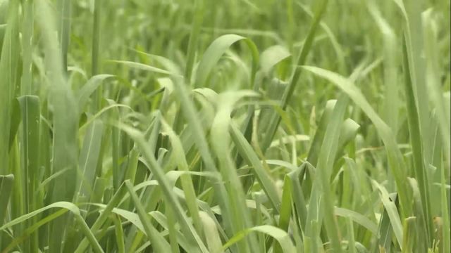 Detalhe de capim cultivado. Foto: Reprodução