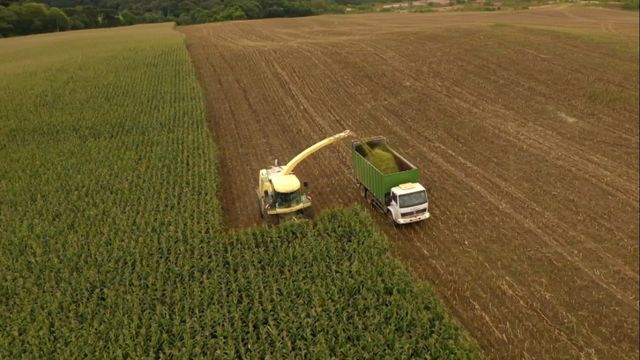 Capineira ou silagem de milho: qual vale mais a pena investir para produzir leite